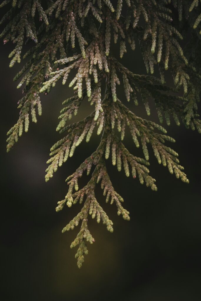 Cedar Leaf